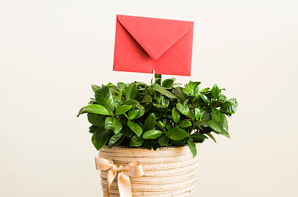 A houseplant gifts for moms